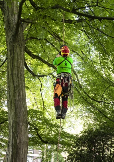Offre emploi : arboriste grimpeur