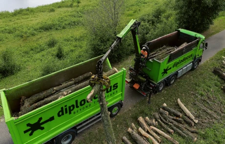 Chargement de grumes dans des bennes Diplodocus