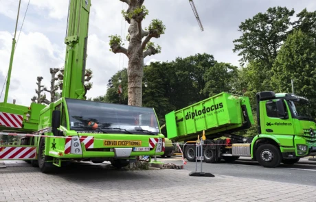 Installation de la grue pour le démontage d'arbre