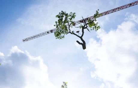 Levage d’un tronc à l’aide d’une grue