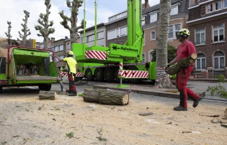 Tri et préparation des troncs pour le broyage