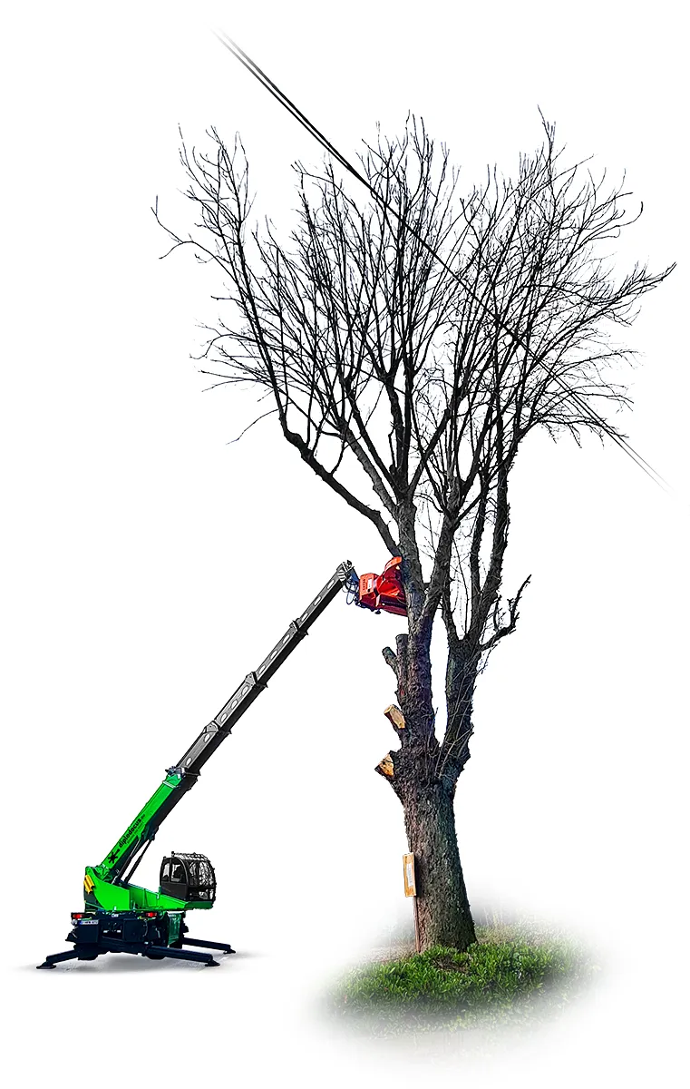 Abattage d’un arbre dangereux avec une abatteuse télescopique Diplodocus