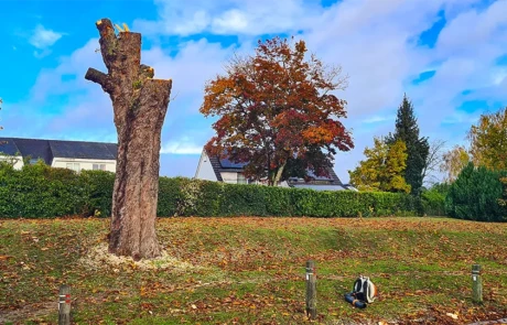 Abattage écologique laissant la base du tronc en place