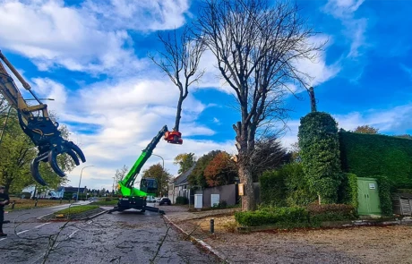 Abattage sécurisé d’un arbre à l’aide d’une grue télescopique