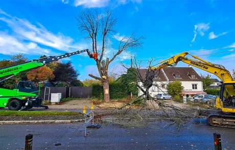 Abatteuse Diplodocus et pelle Komatsu travaillant ensemble