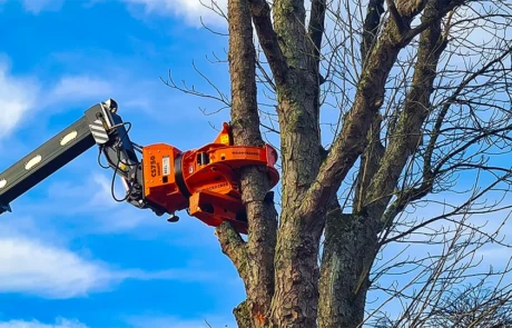 Bras télescopique Diplodocus avec tête de coupe Woodcracker