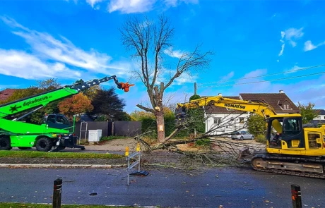 Coopération Diplodocus et pelle Komatsu lors d’un abattage urbain