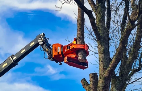 Découpe mécanique des branches charpentières avec tête de coupe Woodcracker