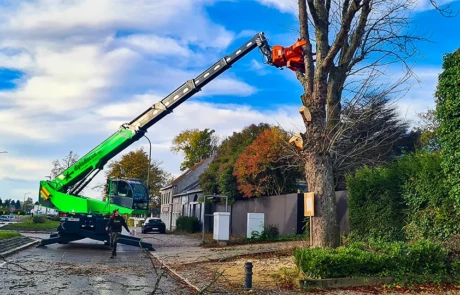 Coupe d’une branche en hauteur avec le Diplodocus et sa tête Woodcracker