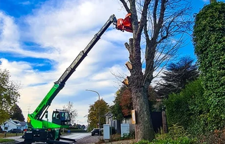 Élagage télescopique Diplodocus pour coupe de précision
