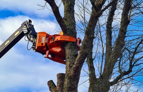 Tête de coupe Woodcracker montée sur une abatteuse télescopique Diplodocus
